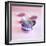 Pink and Purple Baking Tins-Dave King-Framed Photographic Print
