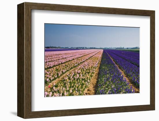 Pink and Purple Hyacinth Fields-Colette2-Framed Photographic Print