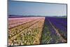 Pink and Purple Hyacinth Fields-Colette2-Mounted Photographic Print