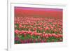 Pink and Purple Tulip Field-Lantern Press-Framed Art Print