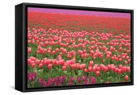 Pink and Purple Tulip Field-Lantern Press-Framed Stretched Canvas