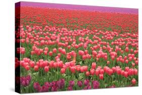 Pink and Purple Tulip Field-Lantern Press-Stretched Canvas