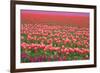 Pink and Purple Tulip Field-Lantern Press-Framed Premium Giclee Print