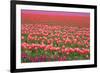 Pink and Purple Tulip Field-Lantern Press-Framed Premium Giclee Print