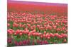 Pink and Purple Tulip Field-Lantern Press-Mounted Premium Giclee Print