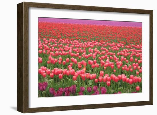 Pink and Purple Tulip Field-Lantern Press-Framed Art Print