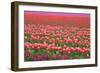 Pink and Purple Tulip Field-Lantern Press-Framed Art Print