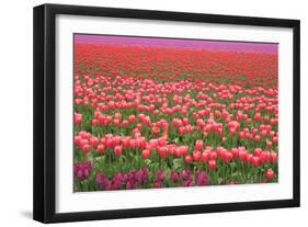 Pink and Purple Tulip Field-Lantern Press-Framed Art Print