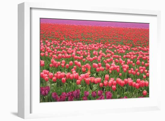 Pink and Purple Tulip Field-Lantern Press-Framed Art Print