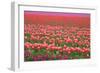 Pink and Purple Tulip Field-Lantern Press-Framed Art Print