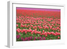 Pink and Purple Tulip Field-Lantern Press-Framed Art Print