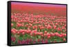 Pink and Purple Tulip Field-Lantern Press-Framed Stretched Canvas