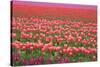 Pink and Purple Tulip Field-Lantern Press-Stretched Canvas