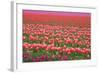 Pink and Purple Tulip Field-Lantern Press-Framed Art Print