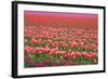 Pink and Purple Tulip Field-Lantern Press-Framed Art Print