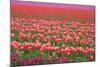 Pink and Purple Tulip Field-Lantern Press-Mounted Art Print