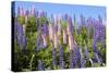 Pink and Purple Wild Lupines-Doug Wilson-Stretched Canvas