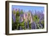 Pink and Purple Wild Lupines-Doug Wilson-Framed Photographic Print