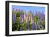 Pink and Purple Wild Lupines-Doug Wilson-Framed Photographic Print