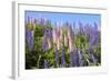 Pink and Purple Wild Lupines-Doug Wilson-Framed Photographic Print