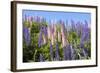 Pink and Purple Wild Lupines-Doug Wilson-Framed Photographic Print