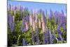 Pink and Purple Wild Lupines-Doug Wilson-Mounted Photographic Print