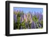 Pink and Purple Wild Lupines-Doug Wilson-Framed Photographic Print