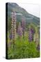 Pink and Purple Wild Lupins (Lupinus) in Olden, Norway, Scandinavia, Europe-Eleanor-Stretched Canvas