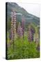 Pink and Purple Wild Lupins (Lupinus) in Olden, Norway, Scandinavia, Europe-Eleanor-Stretched Canvas