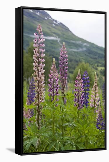 Pink and Purple Wild Lupins (Lupinus) in Olden, Norway, Scandinavia, Europe-Eleanor-Framed Stretched Canvas