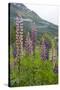 Pink and Purple Wild Lupins (Lupinus) in Olden, Norway, Scandinavia, Europe-Eleanor-Stretched Canvas