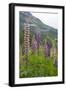 Pink and Purple Wild Lupins (Lupinus) in Olden, Norway, Scandinavia, Europe-Eleanor-Framed Photographic Print