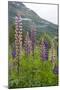 Pink and Purple Wild Lupins (Lupinus) in Olden, Norway, Scandinavia, Europe-Eleanor-Mounted Photographic Print