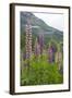 Pink and Purple Wild Lupins (Lupinus) in Olden, Norway, Scandinavia, Europe-Eleanor-Framed Photographic Print