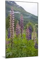 Pink and Purple Wild Lupins (Lupinus) in Olden, Norway, Scandinavia, Europe-Eleanor-Mounted Photographic Print
