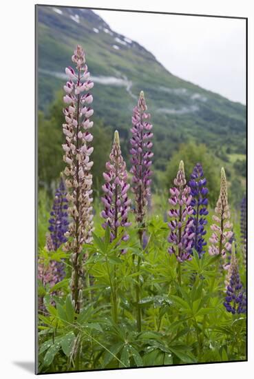 Pink and Purple Wild Lupins (Lupinus) in Olden, Norway, Scandinavia, Europe-Eleanor-Mounted Photographic Print