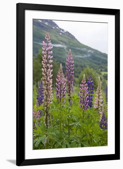 Pink and Purple Wild Lupins (Lupinus) in Olden, Norway, Scandinavia, Europe-Eleanor-Framed Photographic Print