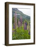 Pink and Purple Wild Lupins (Lupinus) in Olden, Norway, Scandinavia, Europe-Eleanor-Framed Photographic Print