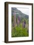 Pink and Purple Wild Lupins (Lupinus) in Olden, Norway, Scandinavia, Europe-Eleanor-Framed Photographic Print