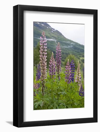 Pink and Purple Wild Lupins (Lupinus) in Olden, Norway, Scandinavia, Europe-Eleanor-Framed Photographic Print