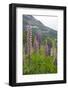 Pink and Purple Wild Lupins (Lupinus) in Olden, Norway, Scandinavia, Europe-Eleanor-Framed Photographic Print