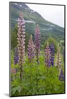 Pink and Purple Wild Lupins (Lupinus) in Olden, Norway, Scandinavia, Europe-Eleanor-Mounted Photographic Print