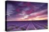 Pink and Purple-Michael Blanchette-Stretched Canvas