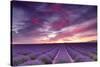 Pink and Purple-Michael Blanchette-Stretched Canvas