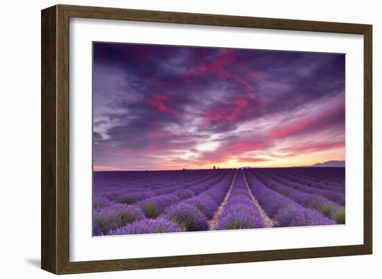 Pink and Purple-Michael Blanchette-Framed Photographic Print