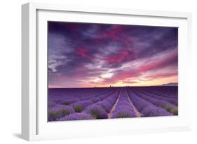 Pink and Purple-Michael Blanchette-Framed Photographic Print