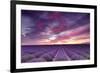 Pink and Purple-Michael Blanchette-Framed Photographic Print