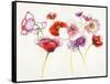 Pink and Red Somniferums-Shirley Novak-Framed Stretched Canvas