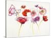 Pink and Red Somniferums-Shirley Novak-Stretched Canvas