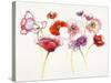 Pink and Red Somniferums-Shirley Novak-Stretched Canvas